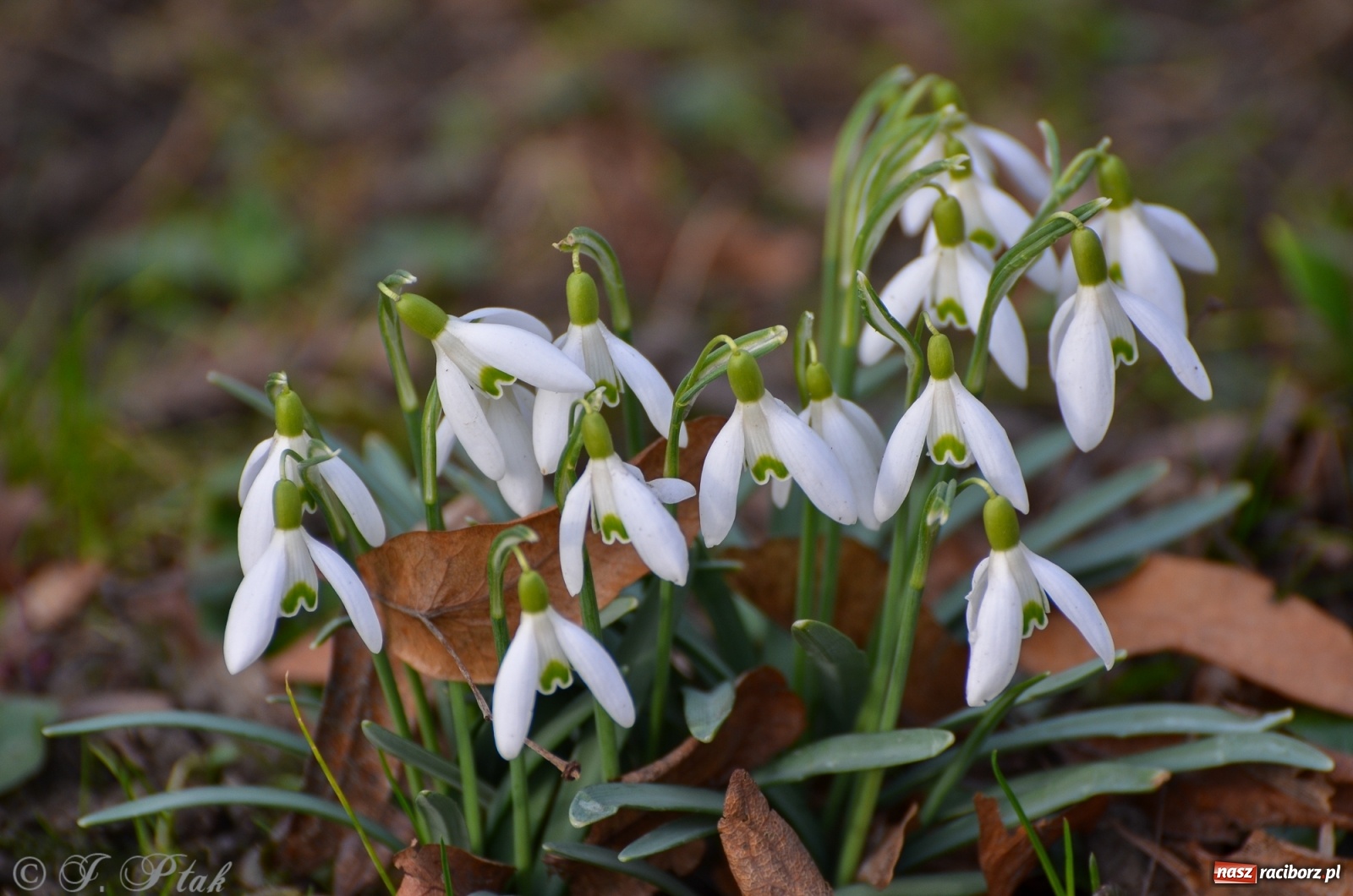 Zdjęcie w galerii na portalu naszraciborz.pl: Wiosna puka do drzwi Raciborza [FOTO] wiadomości z regionu