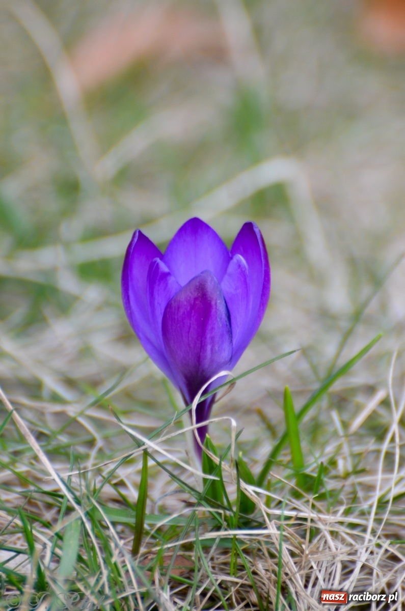 Zdjęcie w galerii na portalu naszraciborz.pl: Wiosna puka do drzwi Raciborza [FOTO] wiadomości z regionu