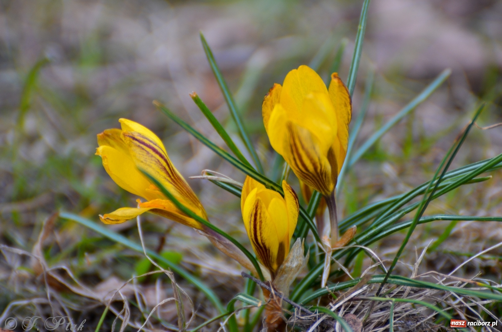 Zdjęcie w galerii na portalu naszraciborz.pl: Wiosna puka do drzwi Raciborza [FOTO] wiadomości z regionu