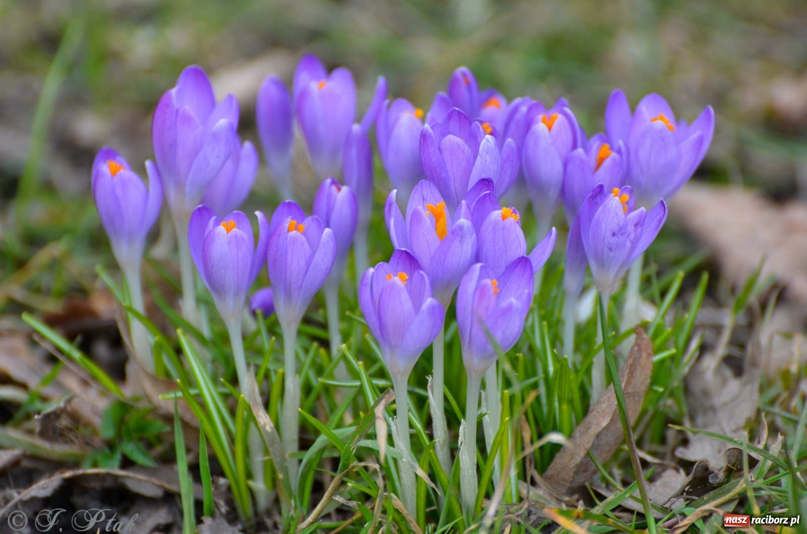 Zdjęcie w galerii na portalu naszraciborz.pl: Wiosna puka do drzwi Raciborza [FOTO] wiadomości z regionu