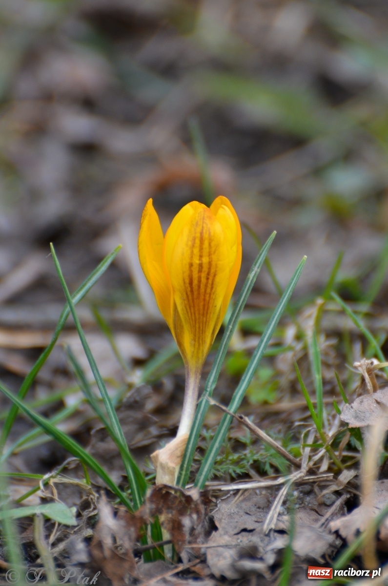 Zdjęcie w galerii na portalu naszraciborz.pl: Wiosna puka do drzwi Raciborza [FOTO] wiadomości z regionu