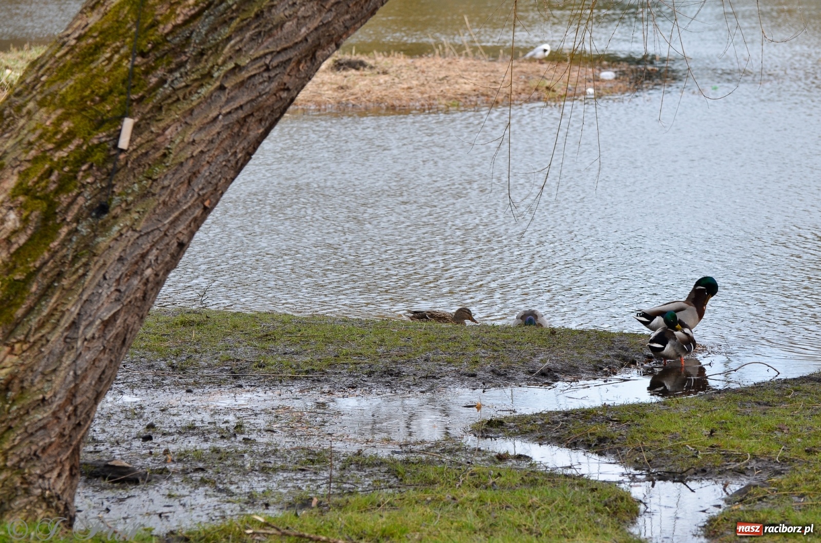 Zdjęcie w galerii na portalu naszraciborz.pl: Wiosna puka do drzwi Raciborza [FOTO] wiadomości z regionu