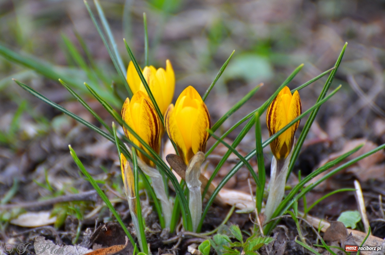 Zdjęcie w galerii na portalu naszraciborz.pl: Wiosna puka do drzwi Raciborza [FOTO] wiadomości z regionu