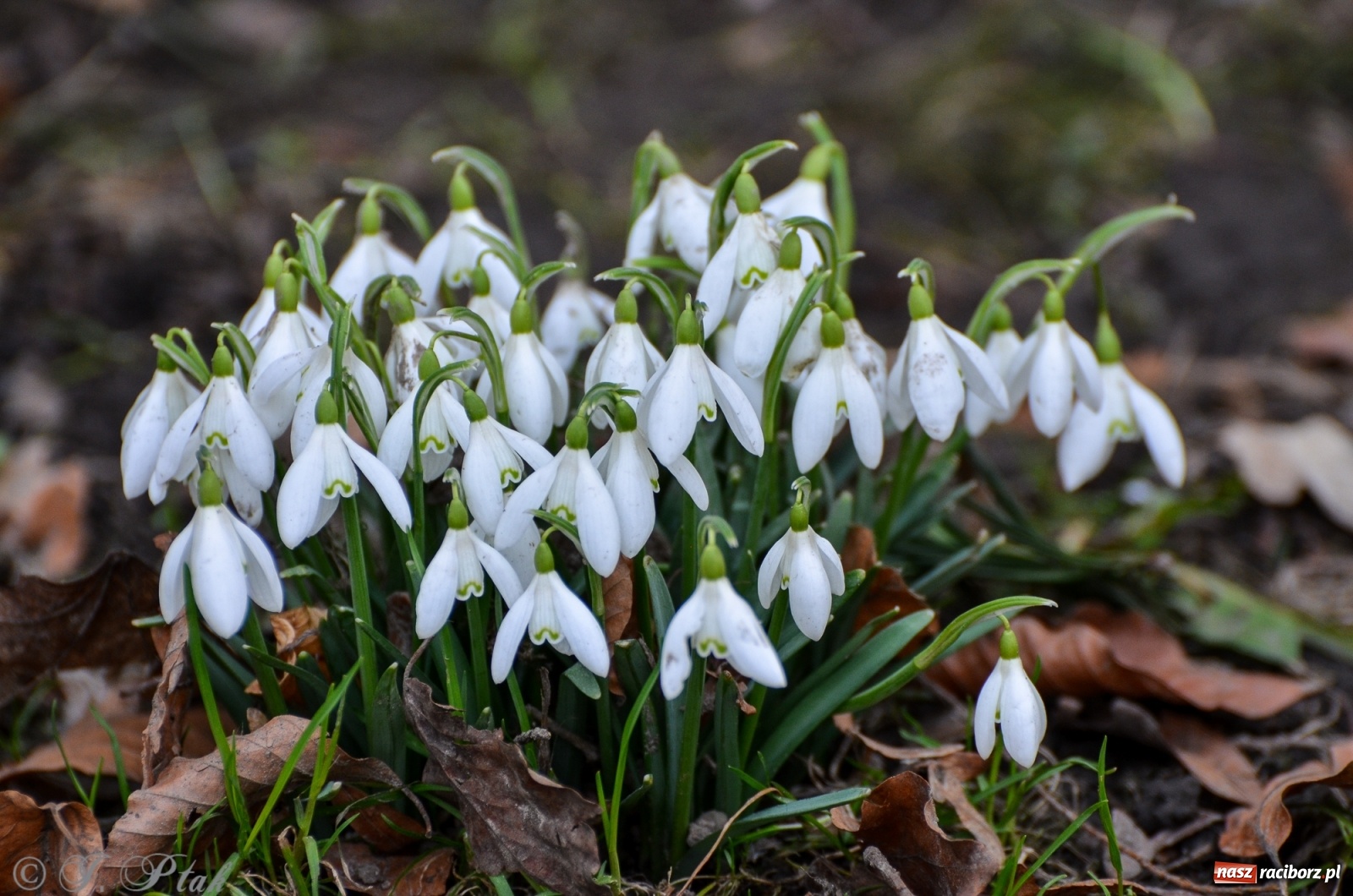 Zdjęcie w galerii na portalu naszraciborz.pl: Wiosna puka do drzwi Raciborza [FOTO] wiadomości z regionu