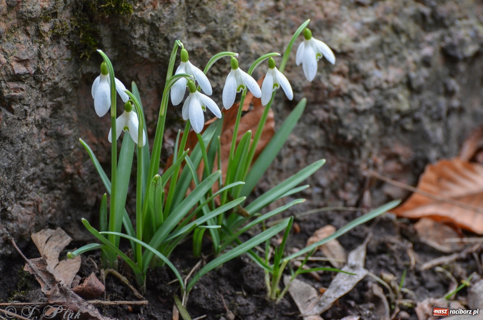 Zdjęcie w galerii na portalu naszraciborz.pl: Wiosna puka do drzwi Raciborza [FOTO] wiadomości z regionu