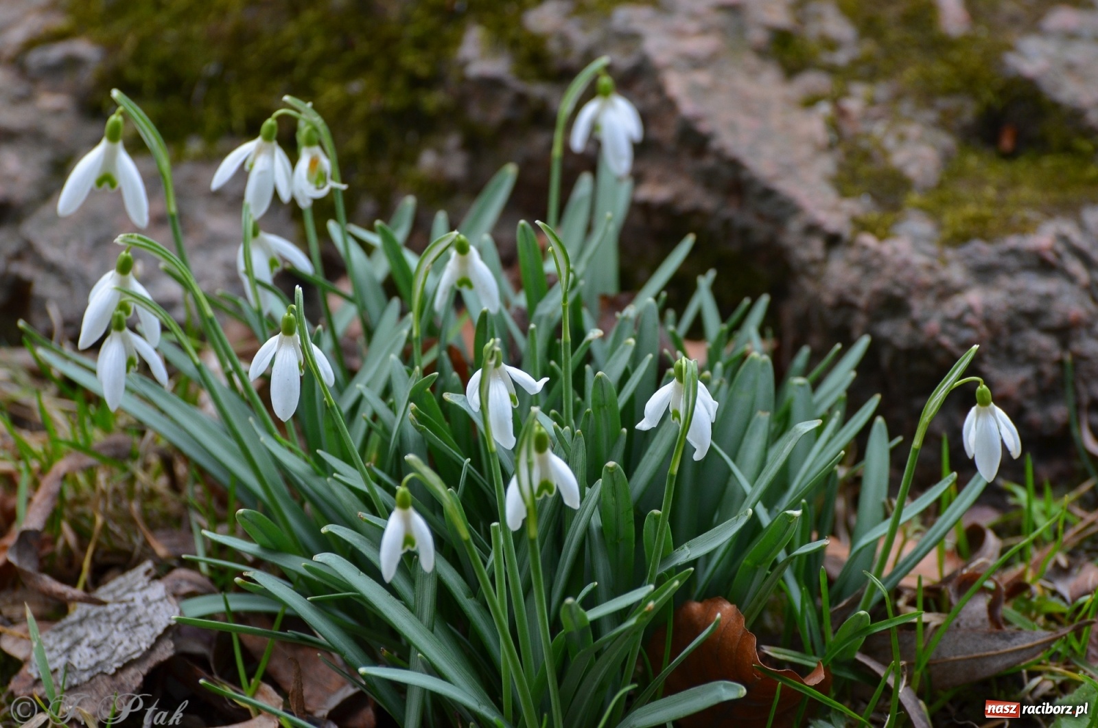 Zdjęcie w galerii na portalu naszraciborz.pl: Wiosna puka do drzwi Raciborza [FOTO] wiadomości z regionu
