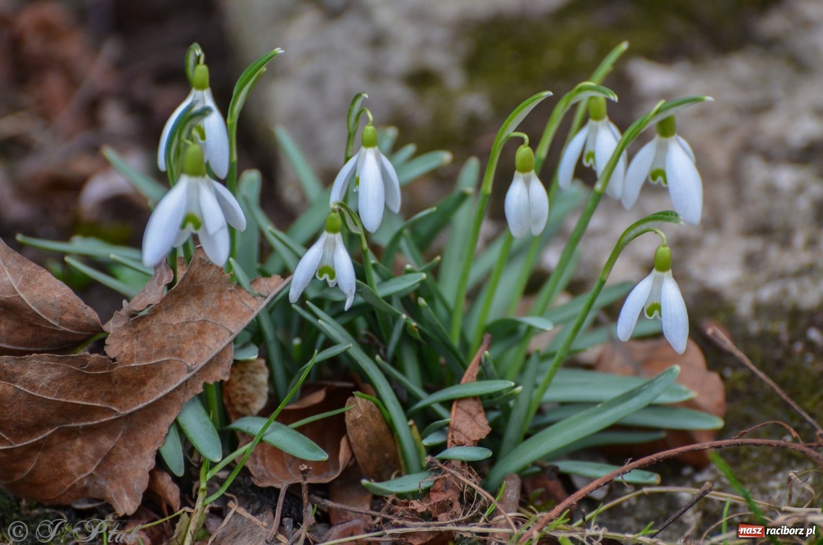 Zdjęcie w galerii na portalu naszraciborz.pl: Wiosna puka do drzwi Raciborza [FOTO] wiadomości z regionu