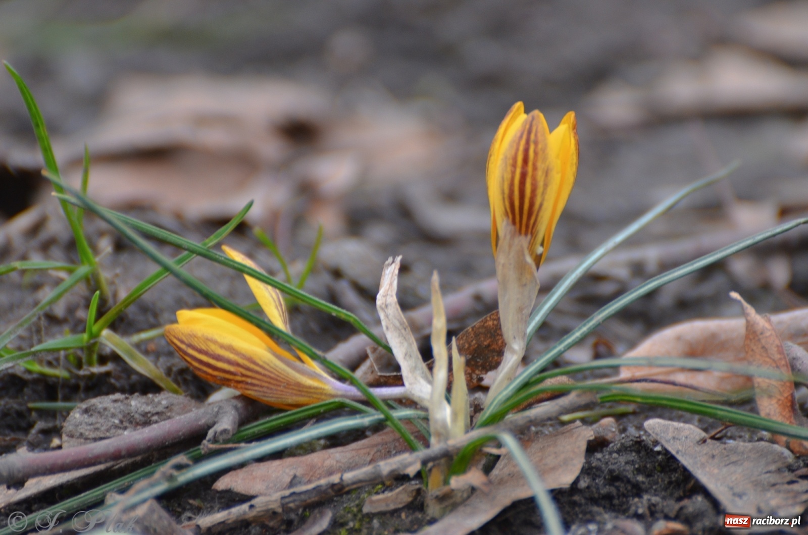 Zdjęcie w galerii na portalu naszraciborz.pl: Wiosna puka do drzwi Raciborza [FOTO] wiadomości z regionu