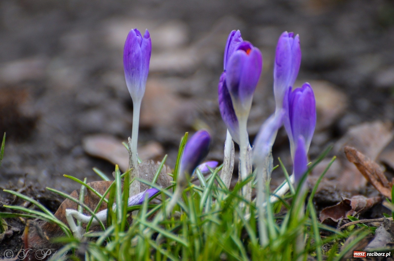 Zdjęcie w galerii na portalu naszraciborz.pl: Wiosna puka do drzwi Raciborza [FOTO] wiadomości z regionu