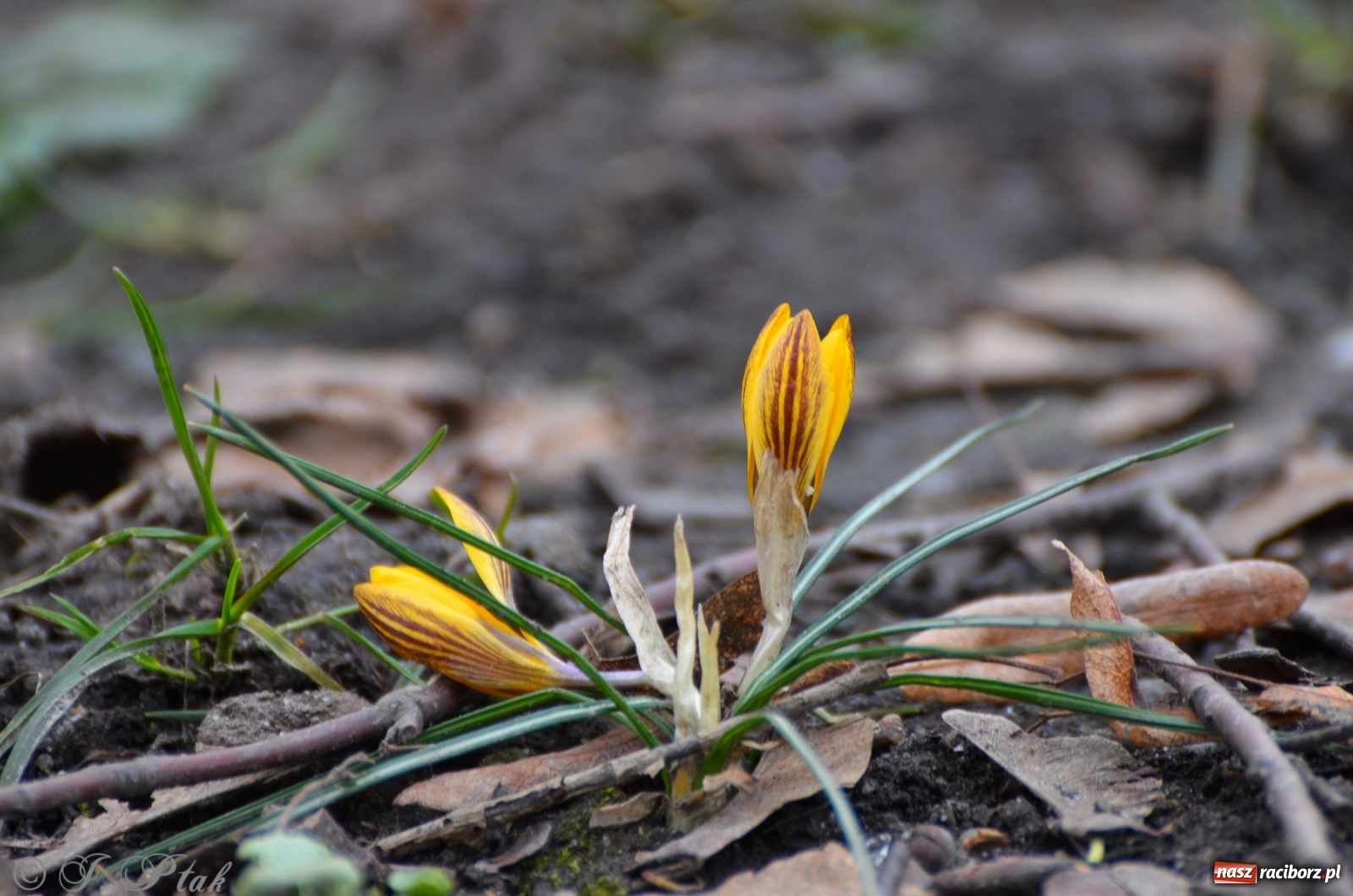 Zdjęcie w galerii na portalu naszraciborz.pl: Wiosna puka do drzwi Raciborza [FOTO] wiadomości z regionu
