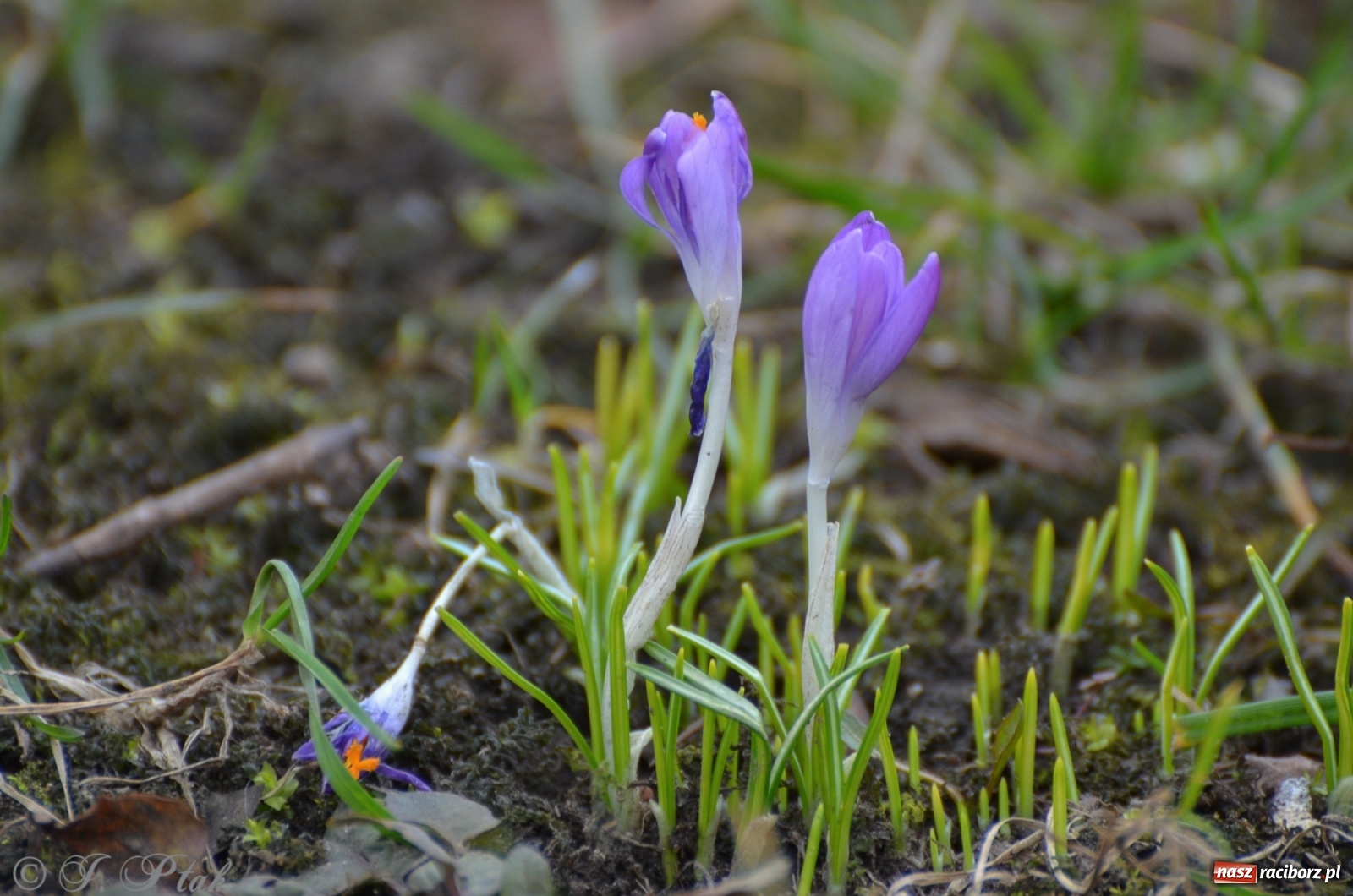 Zdjęcie w galerii na portalu naszraciborz.pl: Wiosna puka do drzwi Raciborza [FOTO] wiadomości z regionu