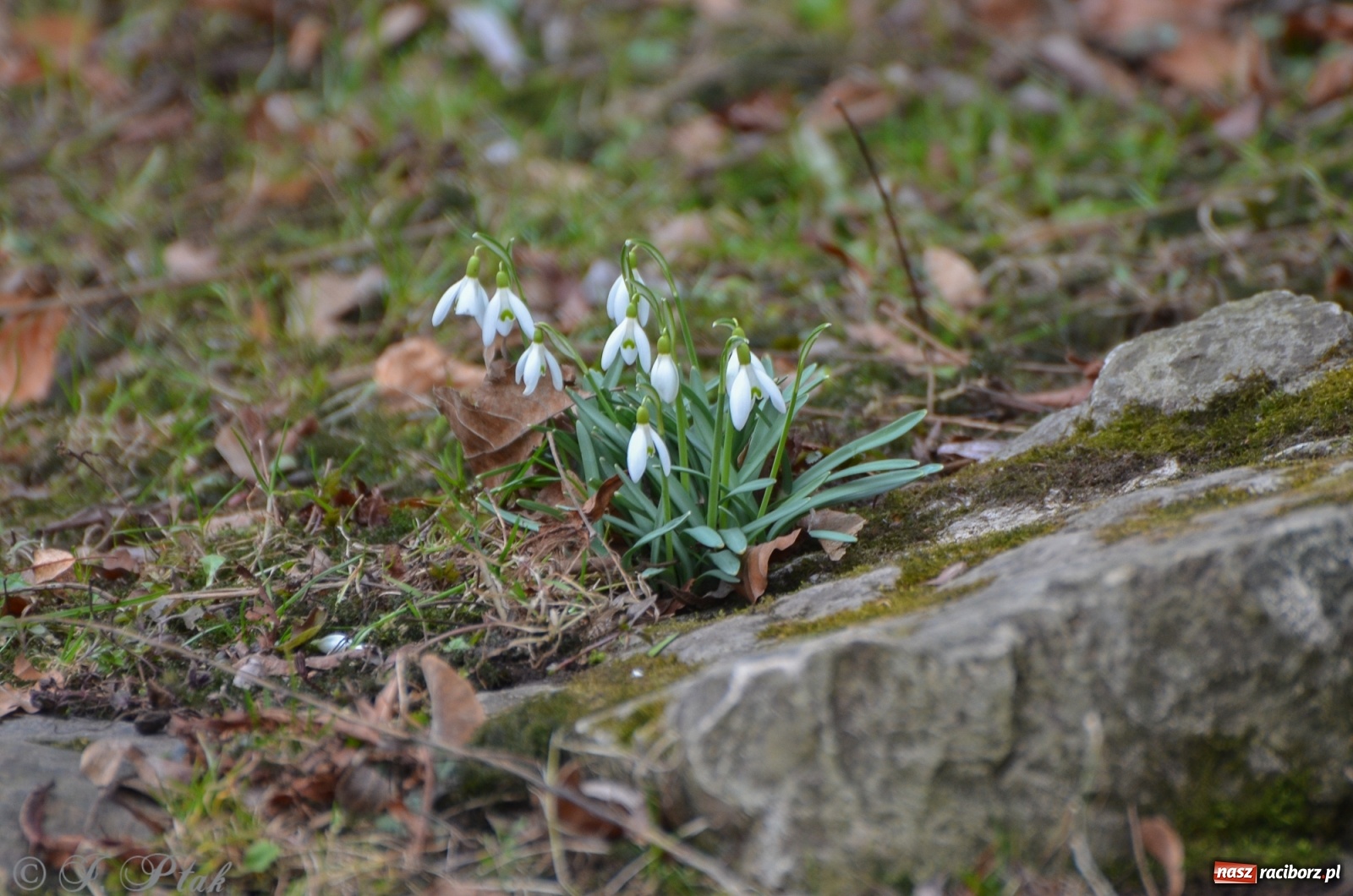 Zdjęcie w galerii na portalu naszraciborz.pl: Wiosna puka do drzwi Raciborza [FOTO] wiadomości z regionu