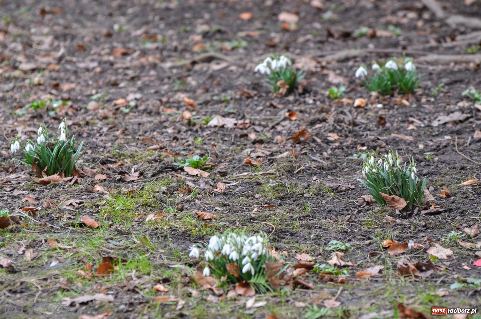 Zdjęcie w galerii na portalu naszraciborz.pl: Wiosna puka do drzwi Raciborza [FOTO] wiadomości z regionu