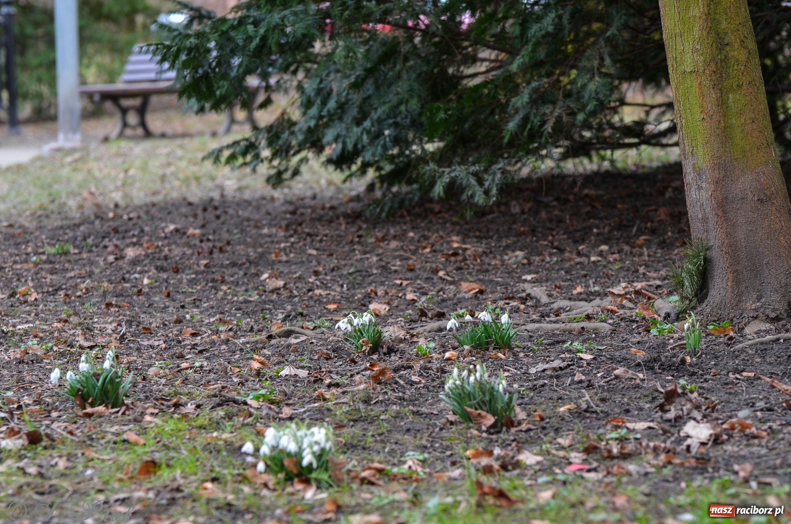 Zdjęcie w galerii na portalu naszraciborz.pl: Wiosna puka do drzwi Raciborza [FOTO] wiadomości z regionu