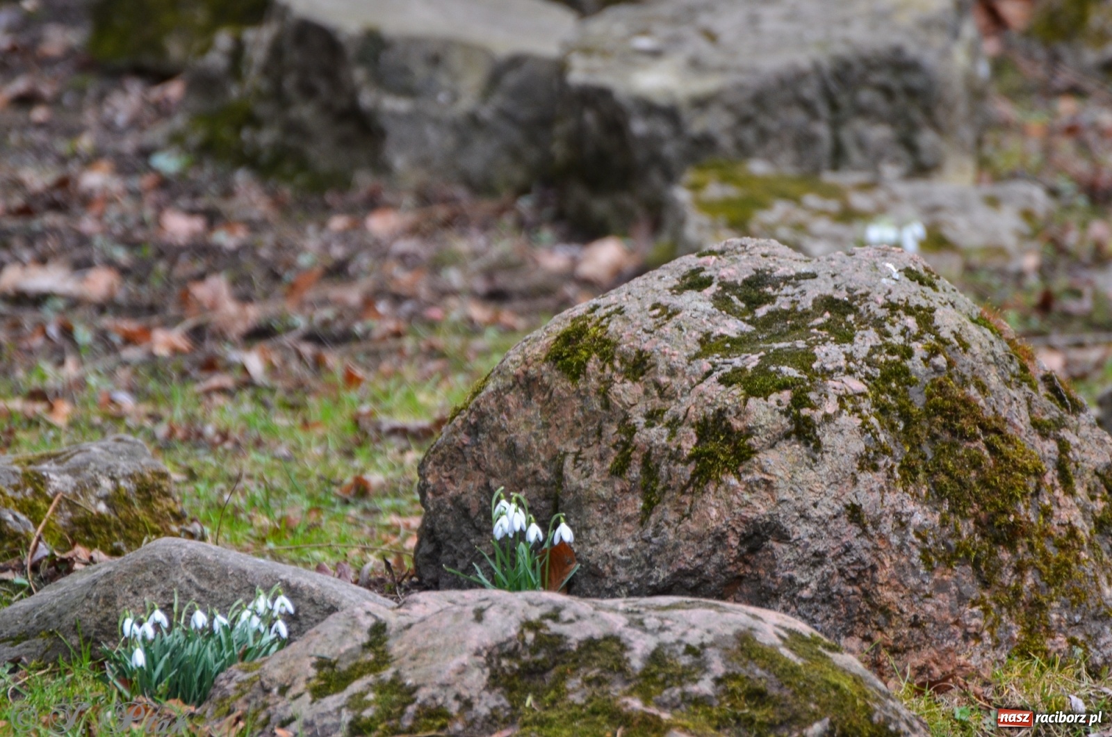 Zdjęcie w galerii na portalu naszraciborz.pl: Wiosna puka do drzwi Raciborza [FOTO] wiadomości z regionu