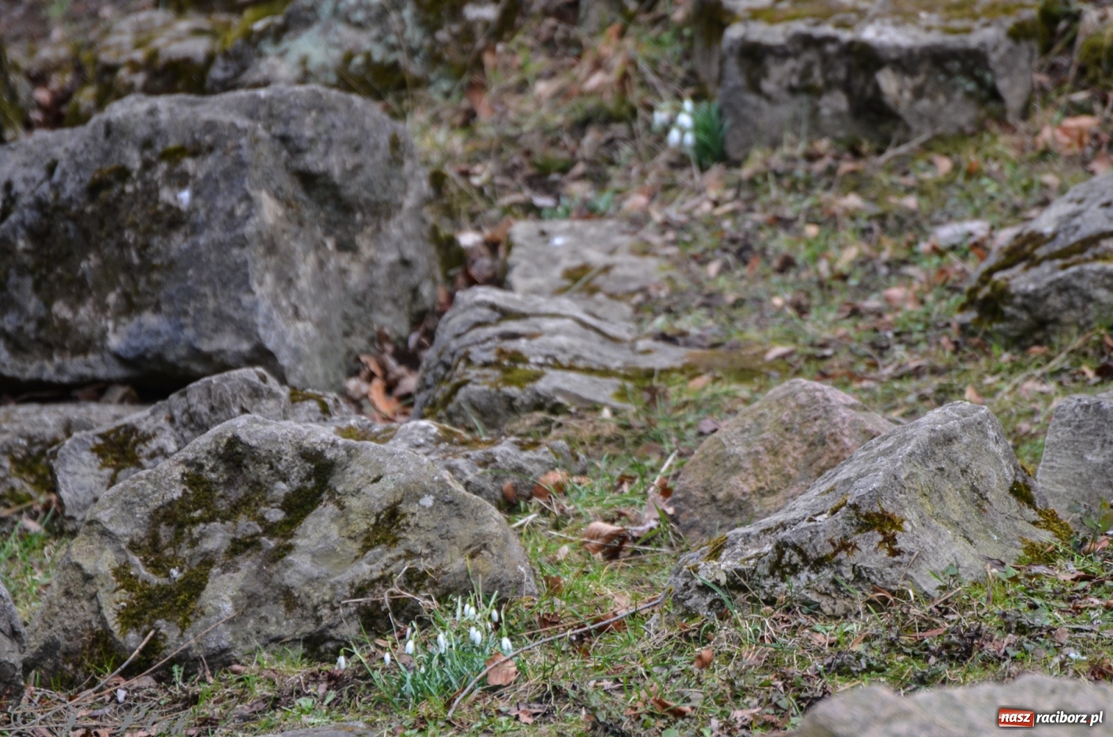 Zdjęcie w galerii na portalu naszraciborz.pl: Wiosna puka do drzwi Raciborza [FOTO] wiadomości z regionu
