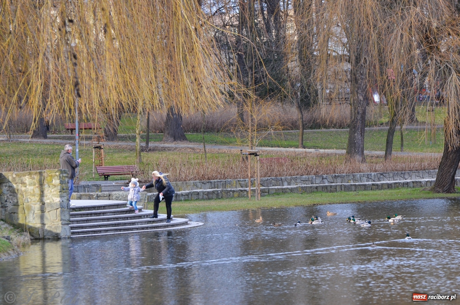 Zdjęcie w galerii na portalu naszraciborz.pl: Wiosna puka do drzwi Raciborza [FOTO] wiadomości z regionu