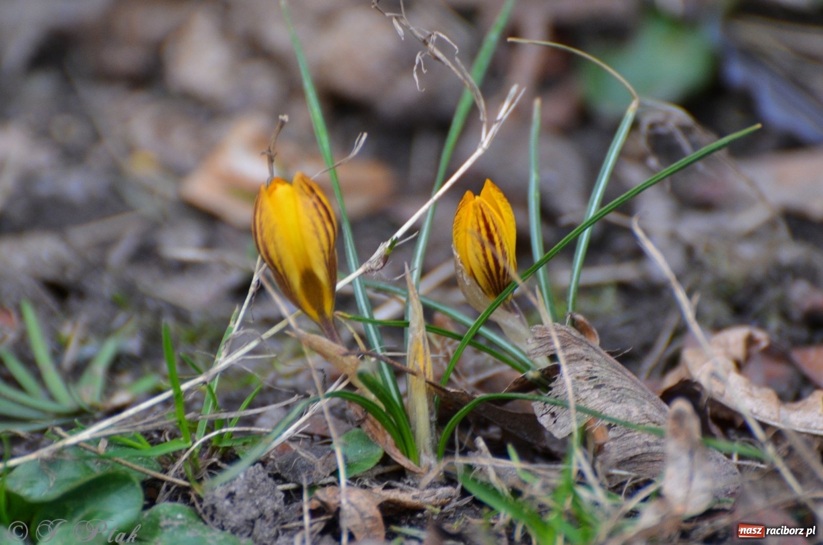 Zdjęcie w galerii na portalu naszraciborz.pl: Wiosna puka do drzwi Raciborza [FOTO] wiadomości z regionu