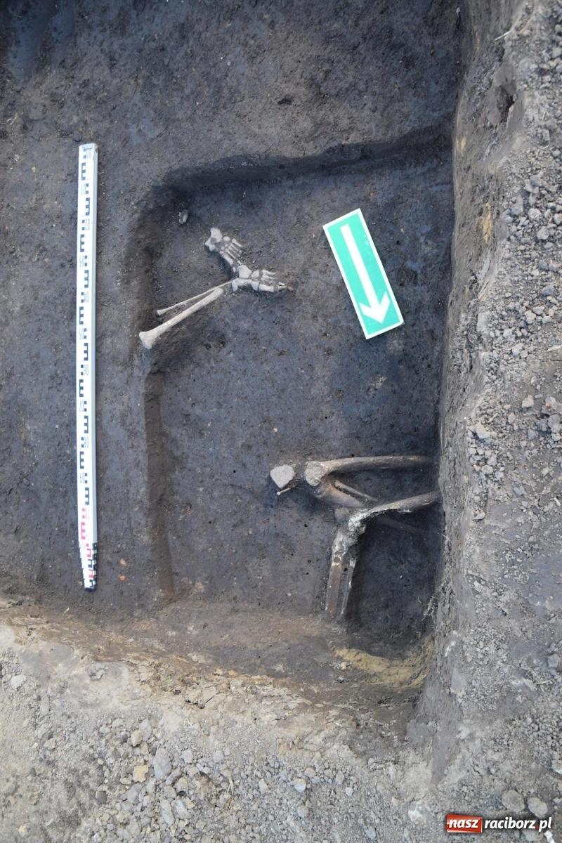 Zdjęcie w galerii na portalu naszraciborz.pl: Rolnik odnalazł na Starej Wsi ludzkie szczątki wiadomości z regionu