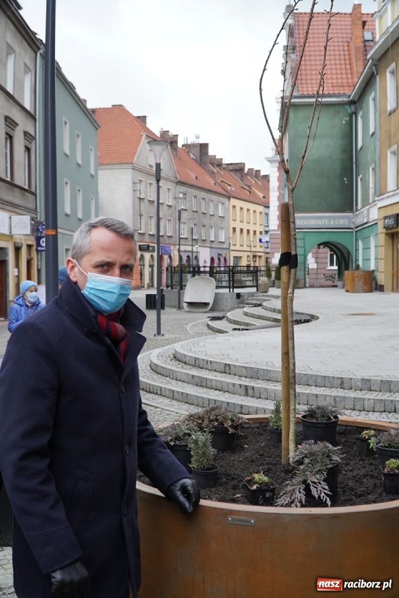 Zdjęcie w galerii na portalu naszraciborz.pl: Prezydent osobiście przyglądał się sadzeniu drzewka przy ul. Długiej wiadomości z regionu