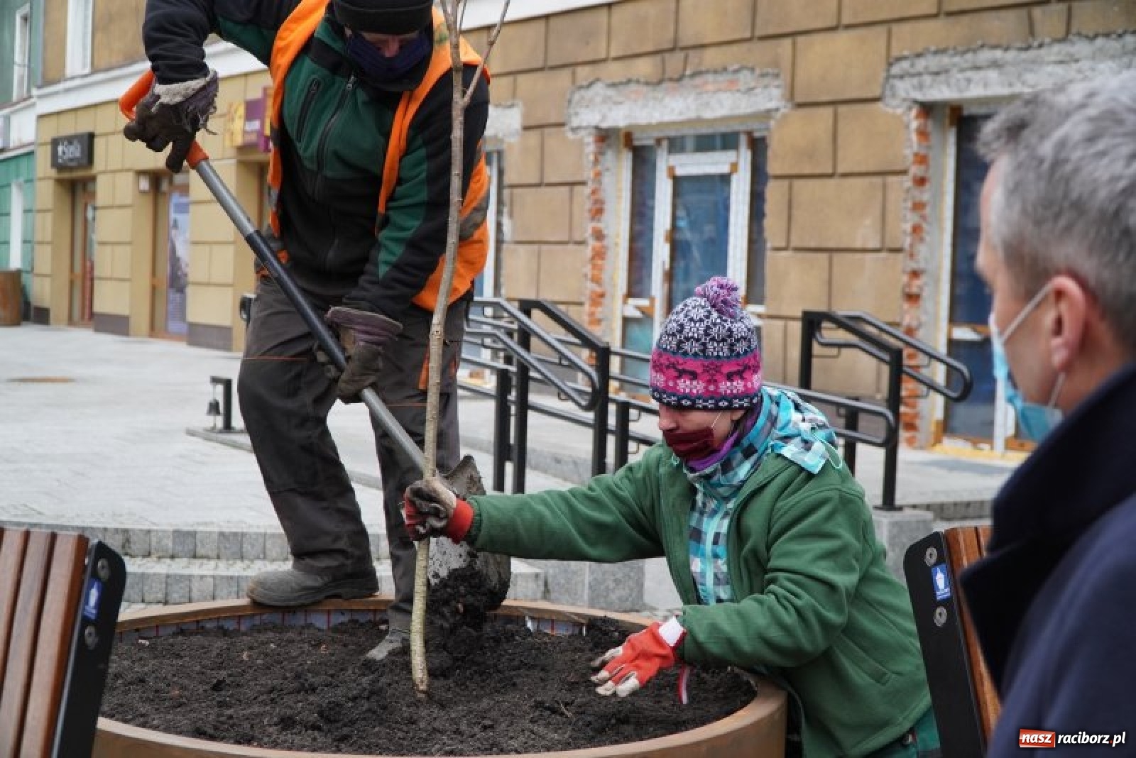 Zdjęcie w galerii na portalu naszraciborz.pl: Prezydent osobiście przyglądał się sadzeniu drzewka przy ul. Długiej wiadomości z regionu