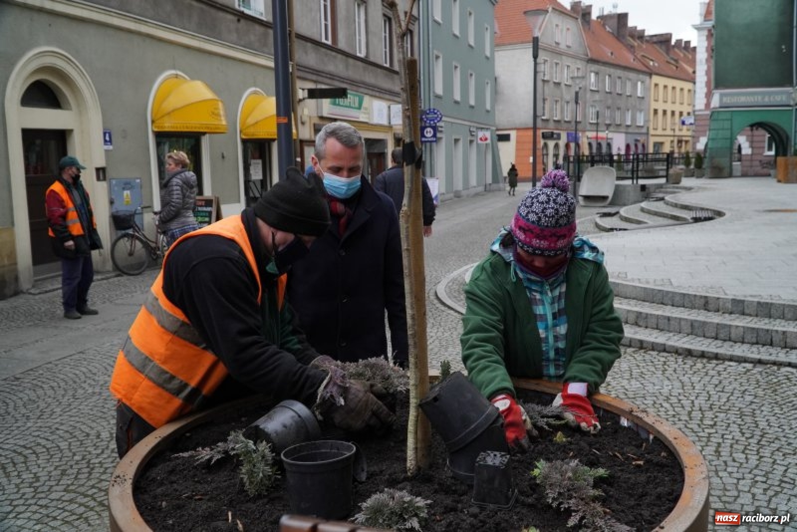 Zdjęcie w galerii na portalu naszraciborz.pl: Prezydent osobiście przyglądał się sadzeniu drzewka przy ul. Długiej wiadomości z regionu