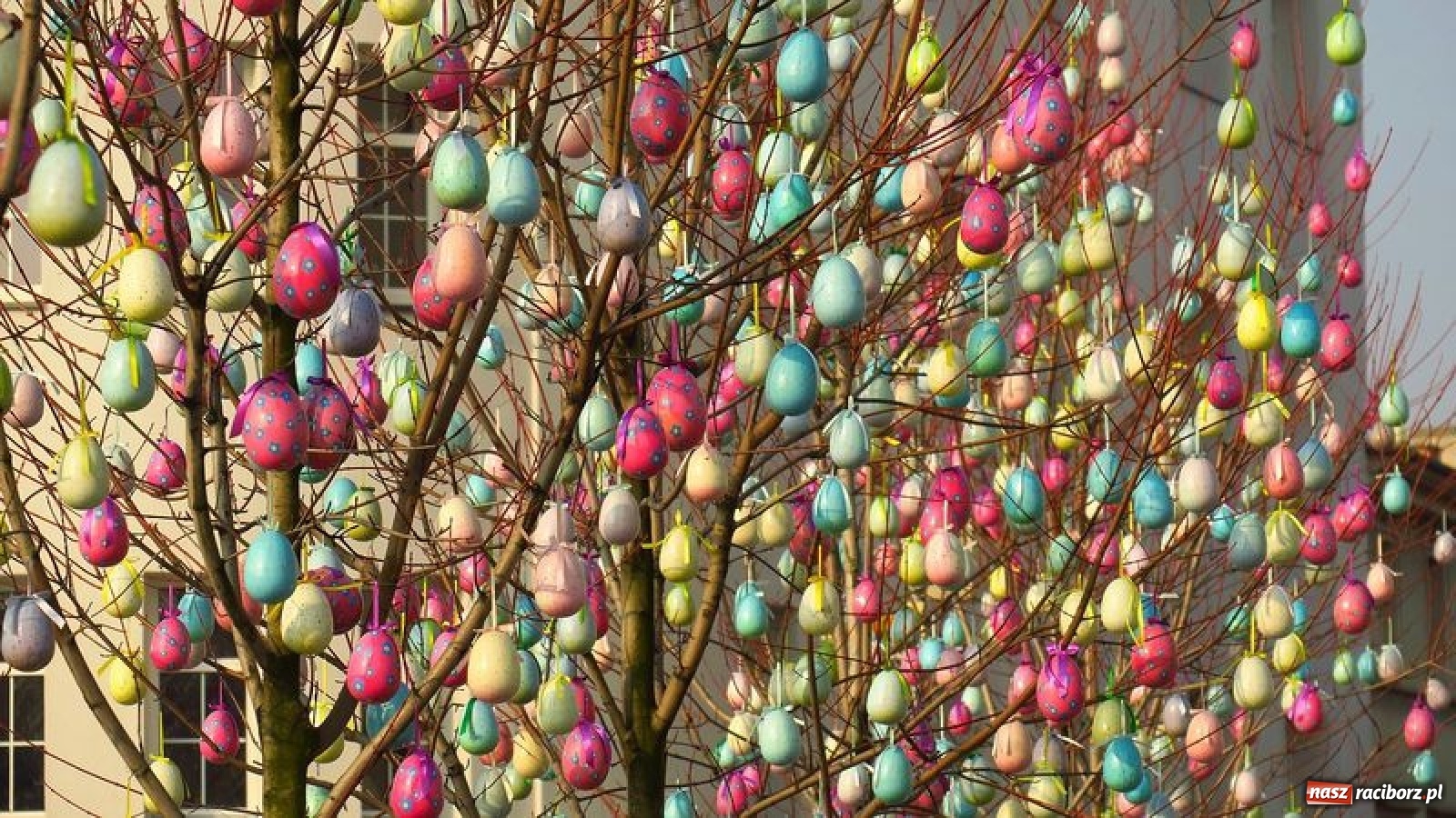 Zdjęcie w galerii na portalu naszraciborz.pl: Malinowe zające, wielkie jajo i żółte ptaszki. Miasta gotowe na Wielkanoc wiadomości z regionu