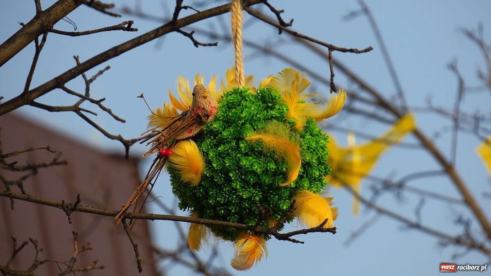 Zdjęcie w galerii na portalu naszraciborz.pl: Malinowe zające, wielkie jajo i żółte ptaszki. Miasta gotowe na Wielkanoc wiadomości z regionu