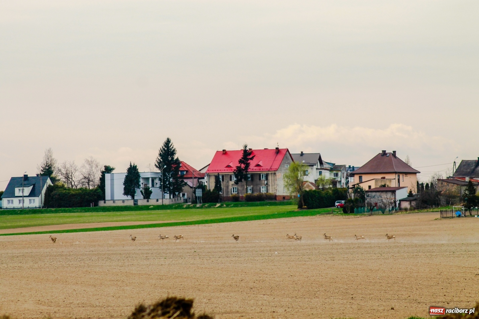 Zdjęcie w galerii na portalu naszraciborz.pl: Sudół nie zaniechał tradycji. Ruszyła procesja konna [FOTO i WIDEO] wiadomości z regionu