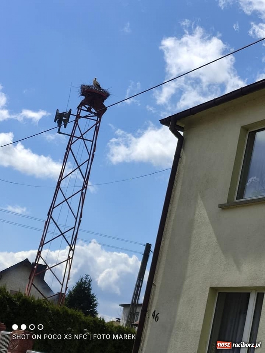 Zdjęcie w galerii na portalu naszraciborz.pl: Borucin. Pojawił się długo wyczekiwany lokator nowego gniazda przy remizie wiadomości z regionu