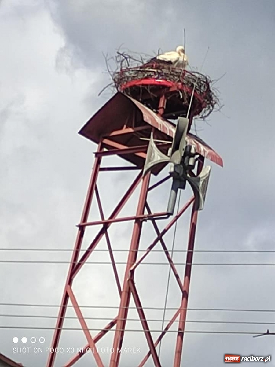 Zdjęcie w galerii na portalu naszraciborz.pl: Borucin. Pojawił się długo wyczekiwany lokator nowego gniazda przy remizie wiadomości z regionu