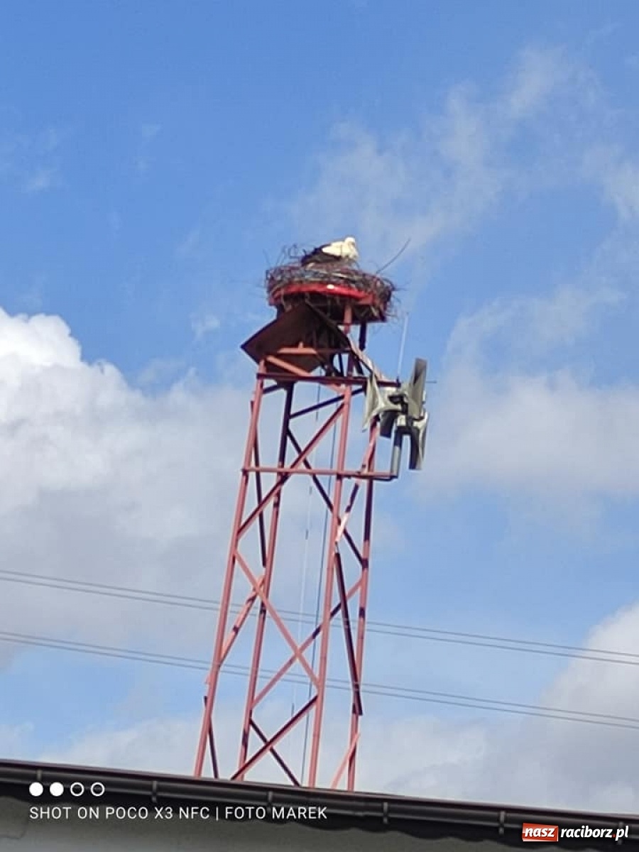 Zdjęcie w galerii na portalu naszraciborz.pl: Borucin. Pojawił się długo wyczekiwany lokator nowego gniazda przy remizie wiadomości z regionu