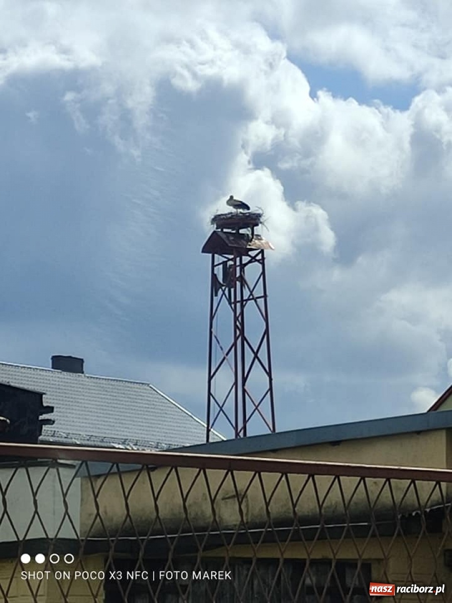 Zdjęcie w galerii na portalu naszraciborz.pl: Borucin. Pojawił się długo wyczekiwany lokator nowego gniazda przy remizie wiadomości z regionu