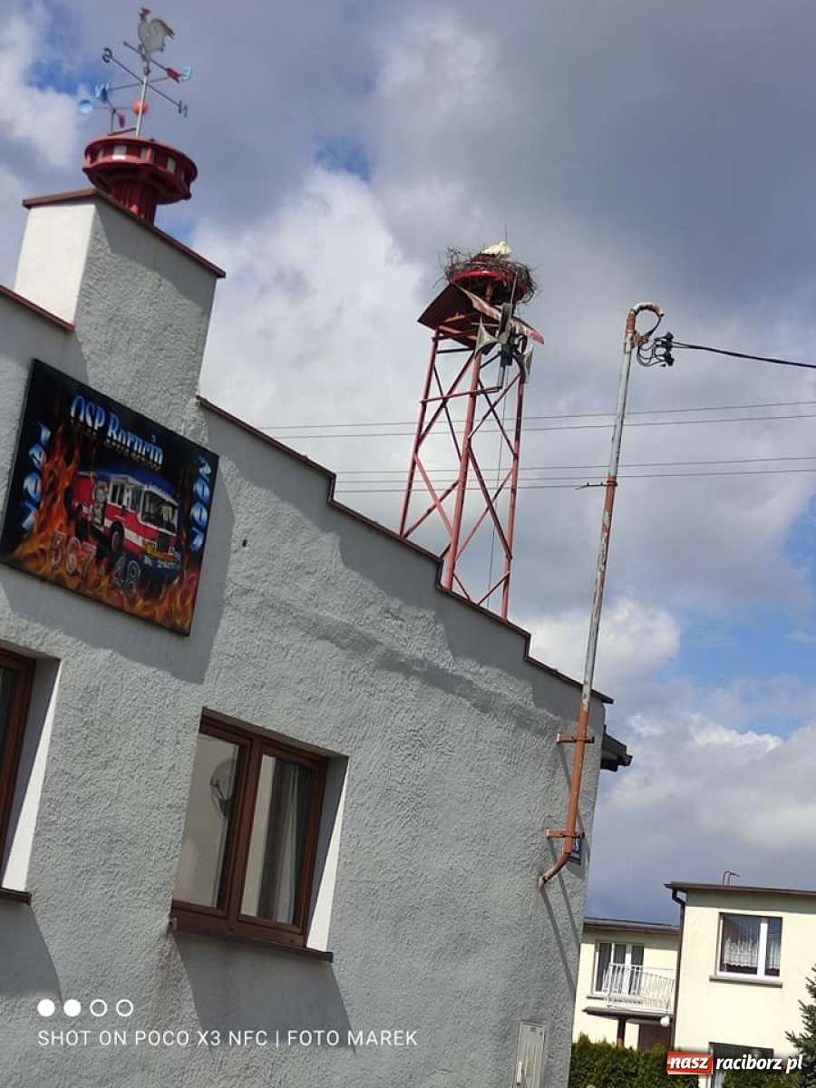 Zdjęcie w galerii na portalu naszraciborz.pl: Borucin. Pojawił się długo wyczekiwany lokator nowego gniazda przy remizie wiadomości z regionu