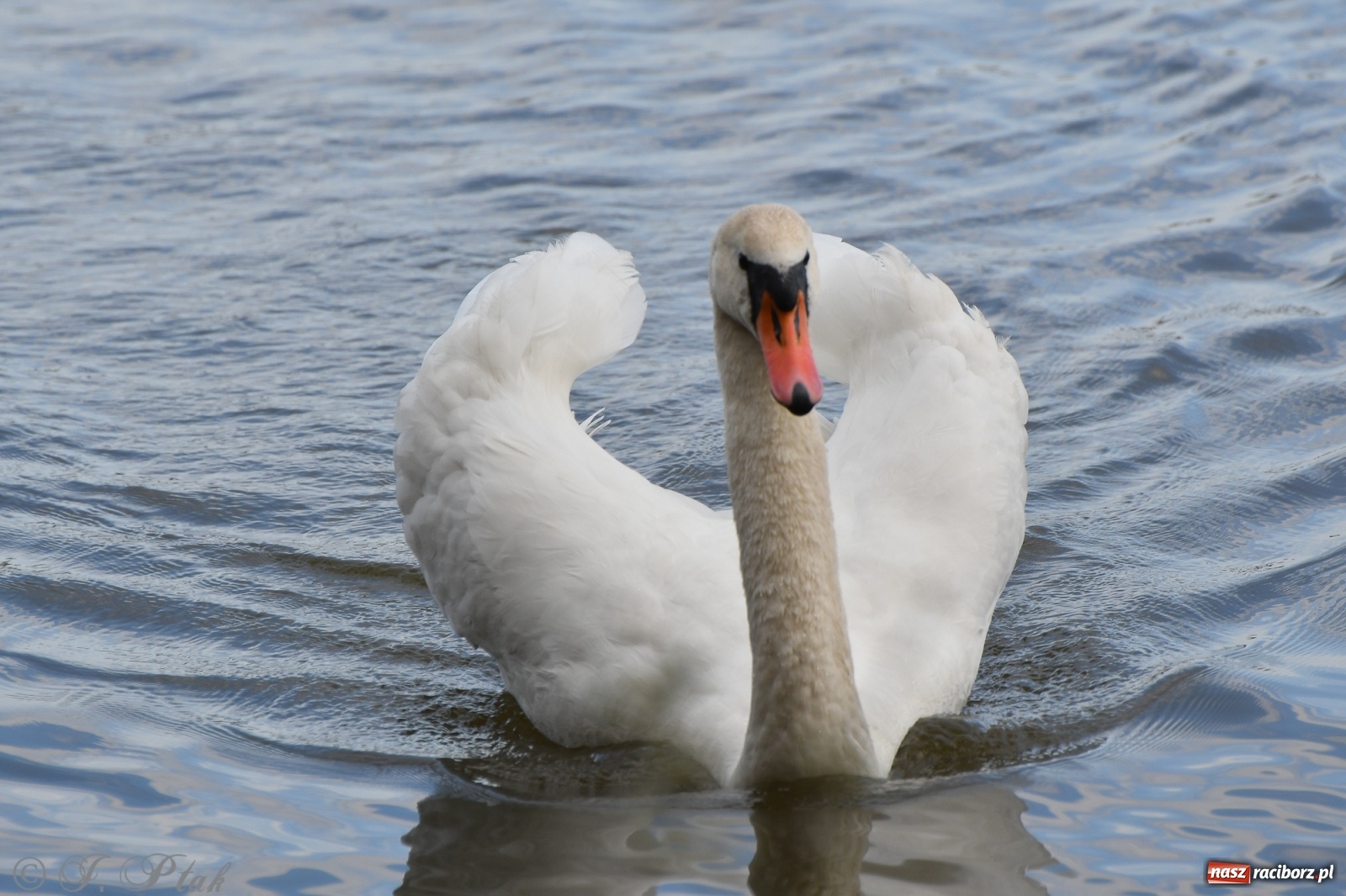 Zdjęcie w galerii na portalu naszraciborz.pl: Łężczok budzi się do życia. Album do pobrania [PDF] wiadomości z regionu