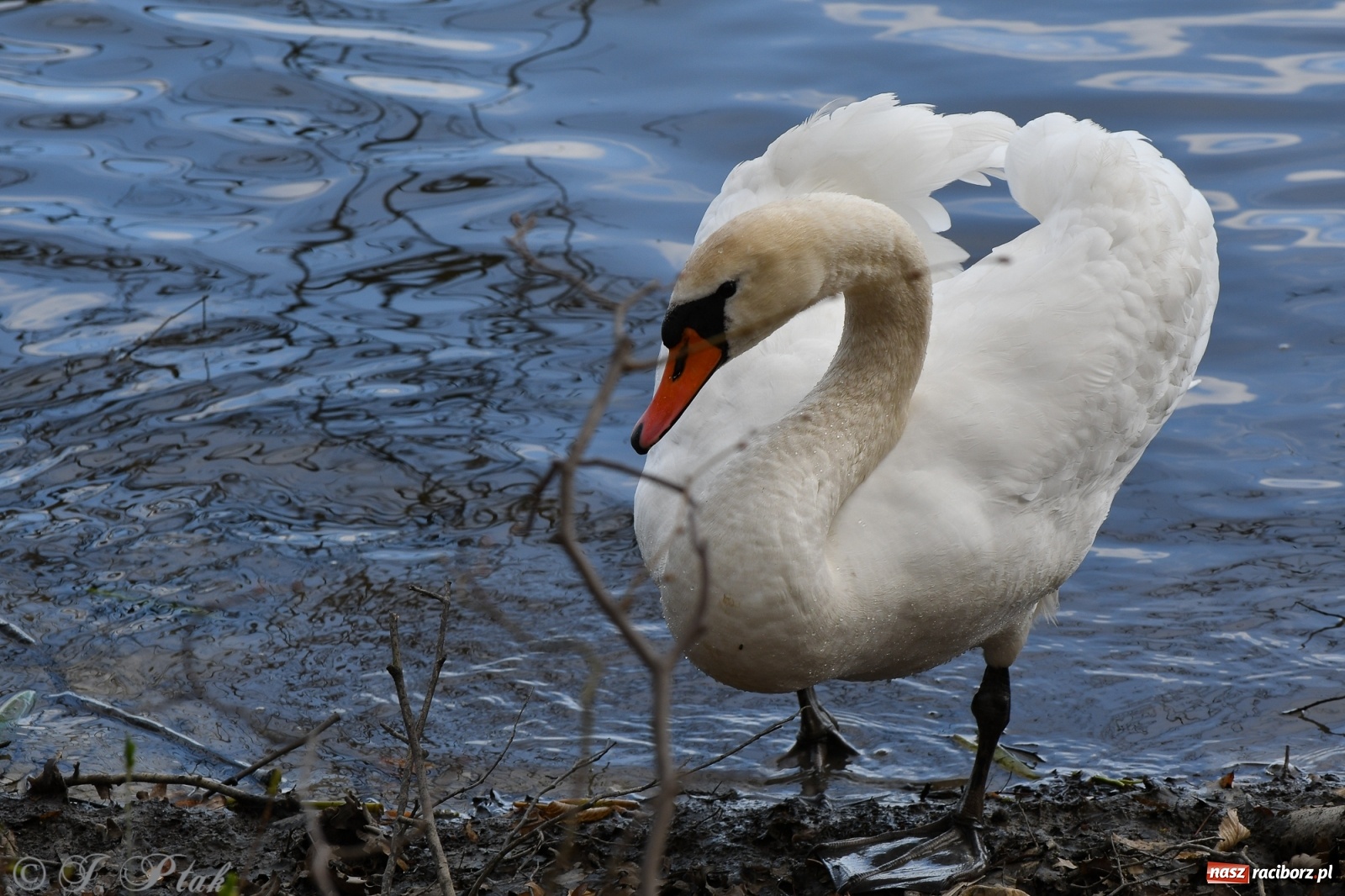 Zdjęcie w galerii na portalu naszraciborz.pl: Łężczok budzi się do życia. Album do pobrania [PDF] wiadomości z regionu