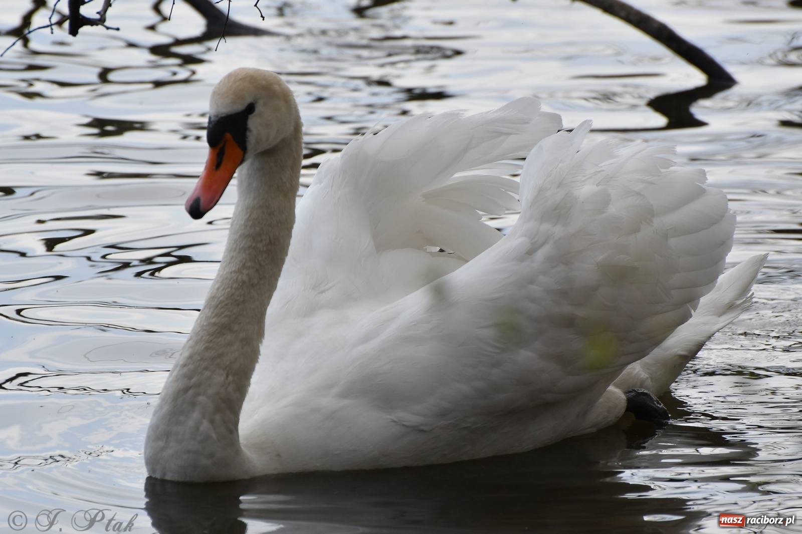 Zdjęcie w galerii na portalu naszraciborz.pl: Łężczok budzi się do życia. Album do pobrania [PDF] wiadomości z regionu
