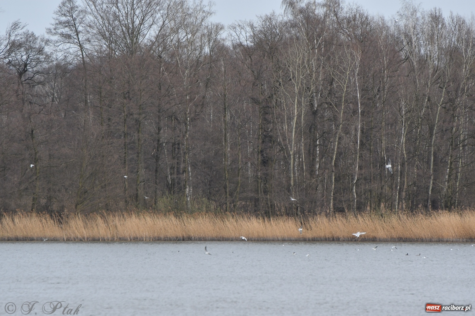 Zdjęcie w galerii na portalu naszraciborz.pl: Łężczok budzi się do życia. Album do pobrania [PDF] wiadomości z regionu