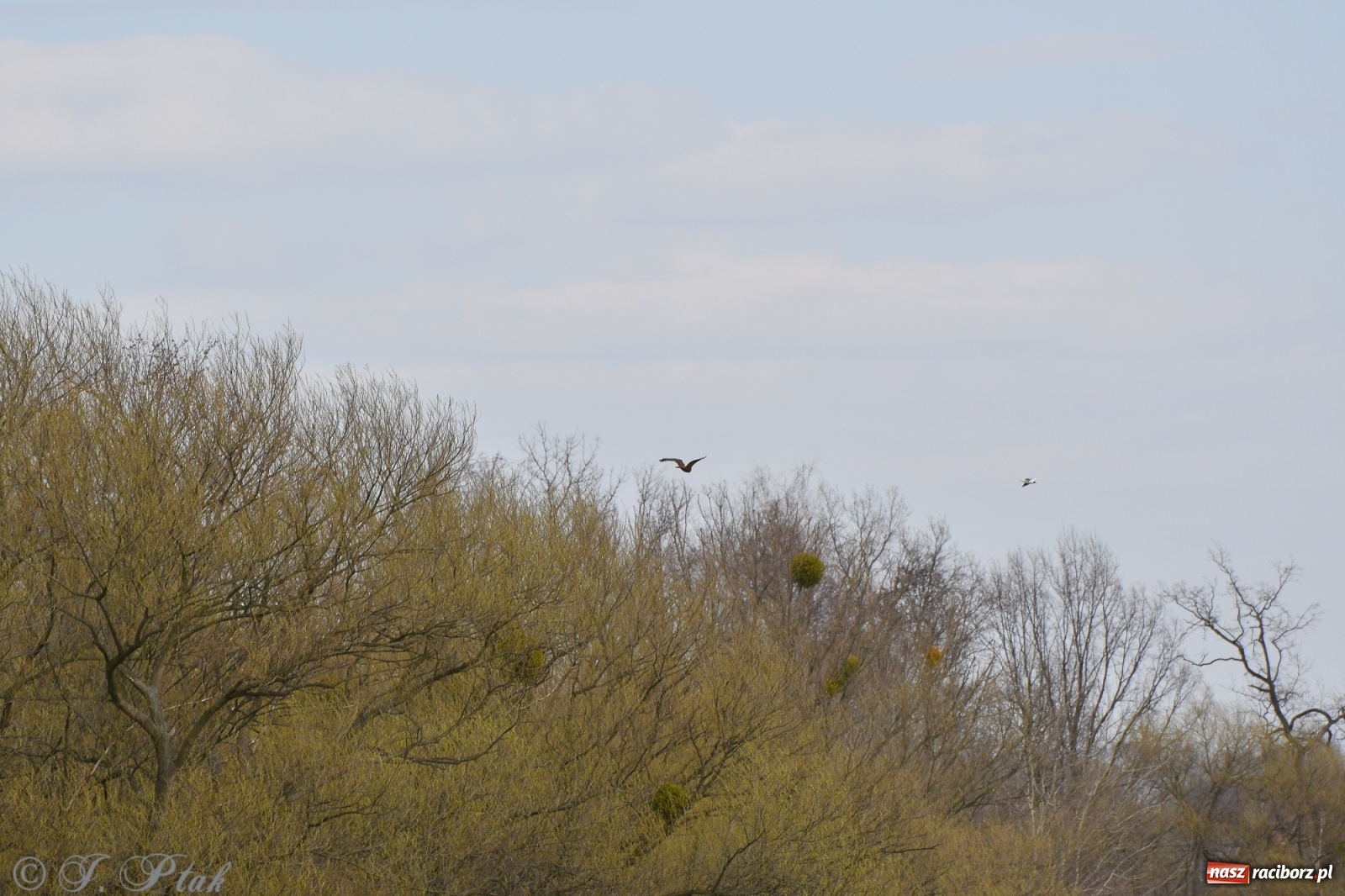 Zdjęcie w galerii na portalu naszraciborz.pl: Łężczok budzi się do życia. Album do pobrania [PDF] wiadomości z regionu