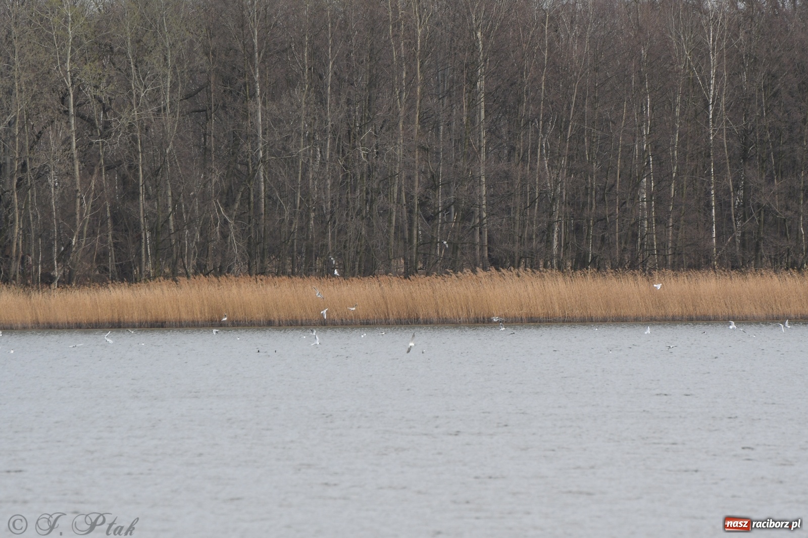 Zdjęcie w galerii na portalu naszraciborz.pl: Łężczok budzi się do życia. Album do pobrania [PDF] wiadomości z regionu