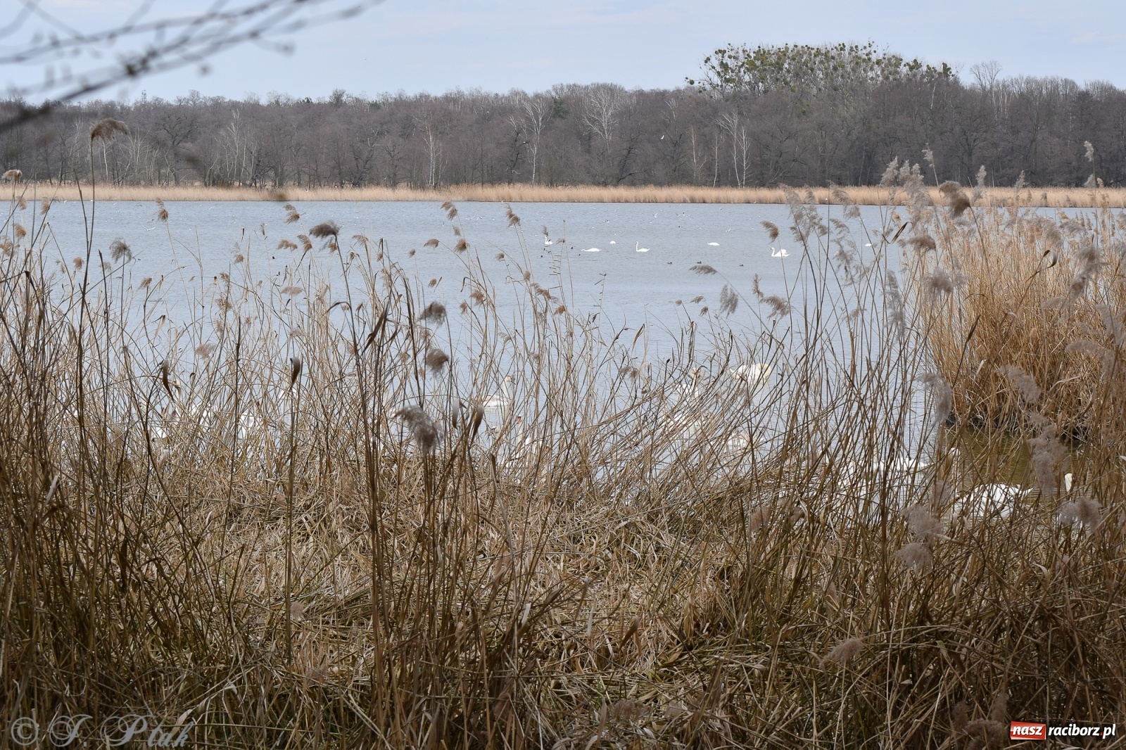 Zdjęcie w galerii na portalu naszraciborz.pl: Łężczok budzi się do życia. Album do pobrania [PDF] wiadomości z regionu