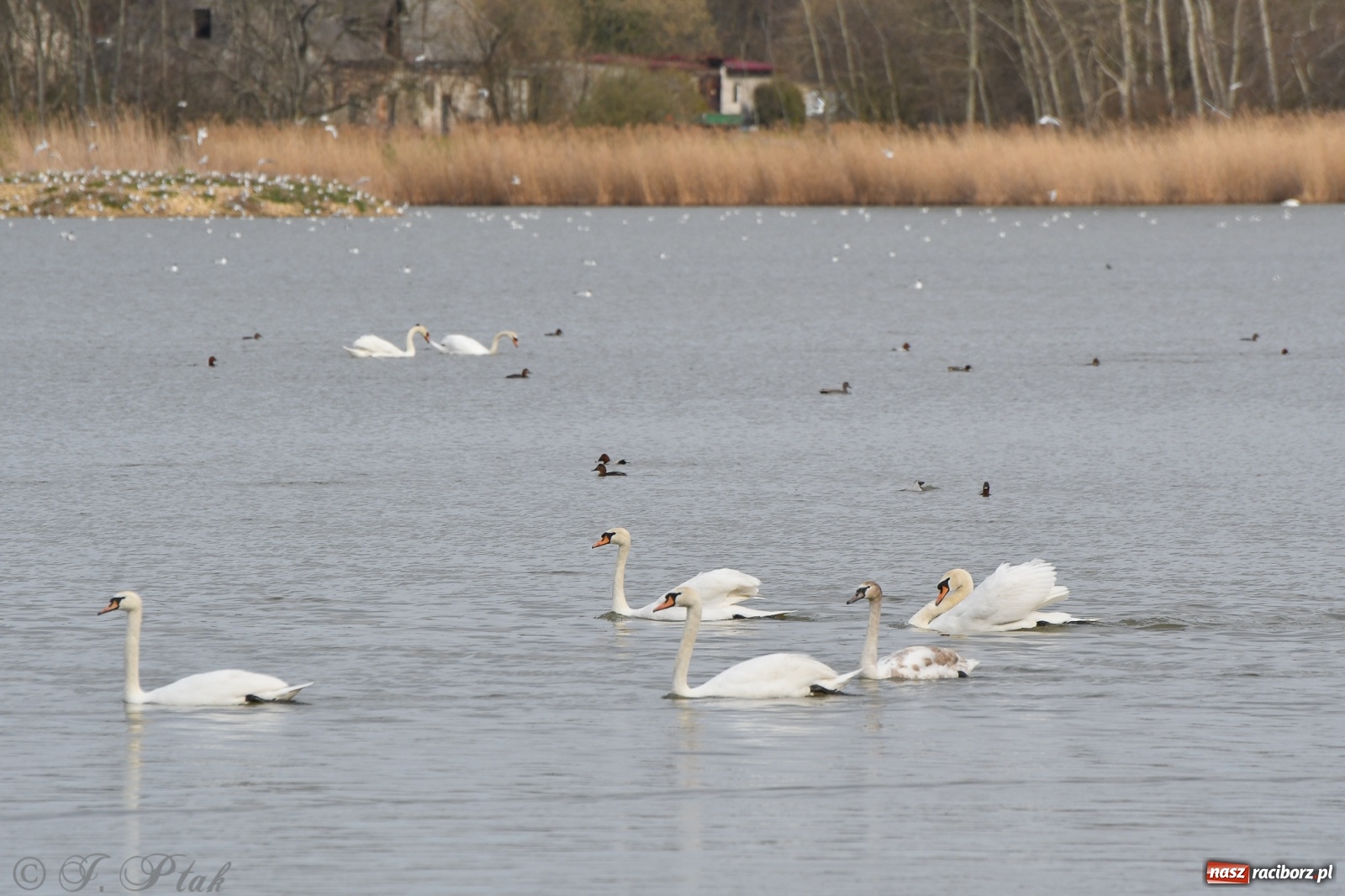 Zdjęcie w galerii na portalu naszraciborz.pl: Łężczok budzi się do życia. Album do pobrania [PDF] wiadomości z regionu