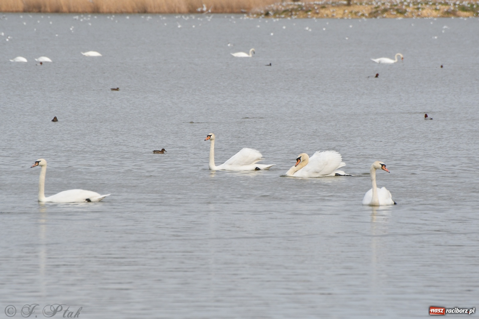 Zdjęcie w galerii na portalu naszraciborz.pl: Łężczok budzi się do życia. Album do pobrania [PDF] wiadomości z regionu