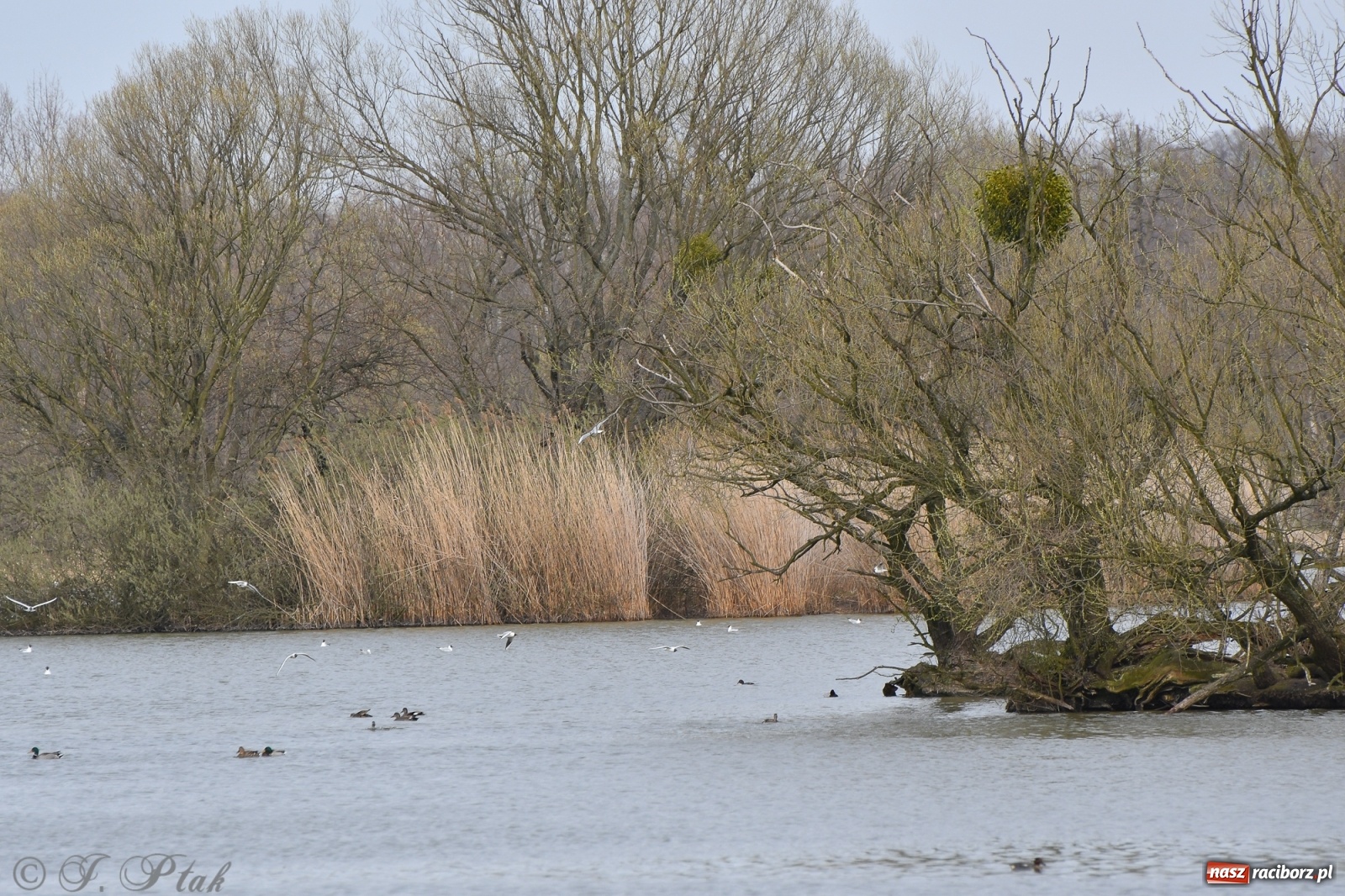 Zdjęcie w galerii na portalu naszraciborz.pl: Łężczok budzi się do życia. Album do pobrania [PDF] wiadomości z regionu