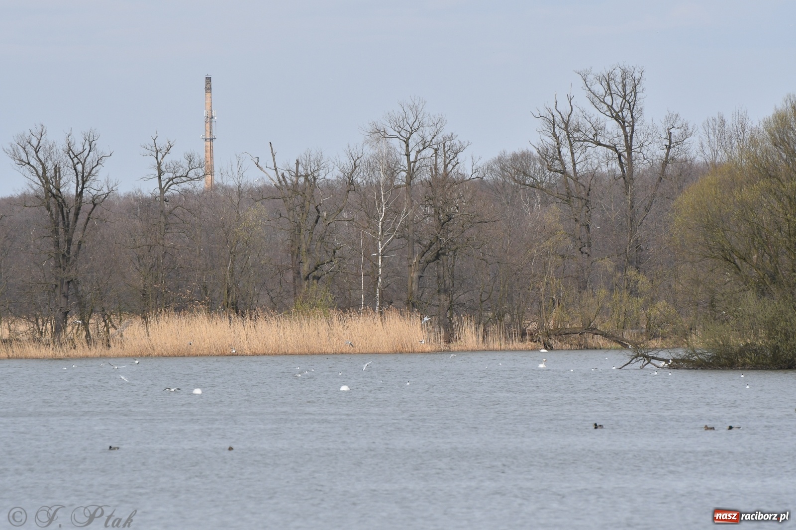 Zdjęcie w galerii na portalu naszraciborz.pl: Łężczok budzi się do życia. Album do pobrania [PDF] wiadomości z regionu