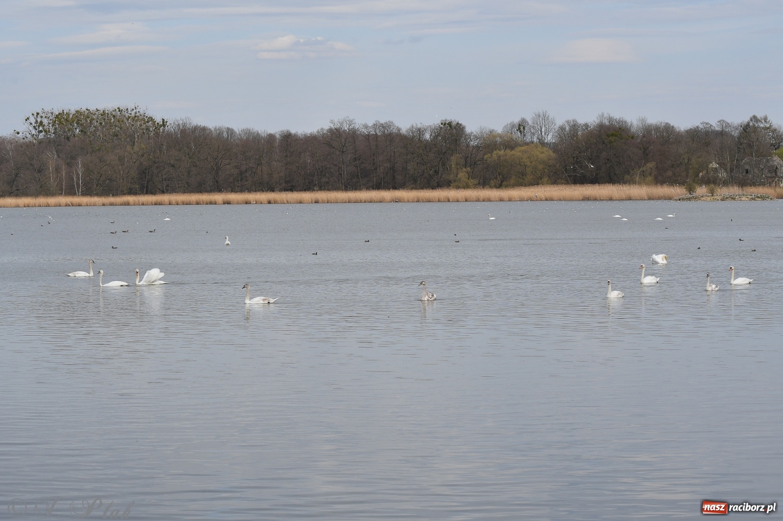 Zdjęcie w galerii na portalu naszraciborz.pl: Łężczok budzi się do życia. Album do pobrania [PDF] wiadomości z regionu
