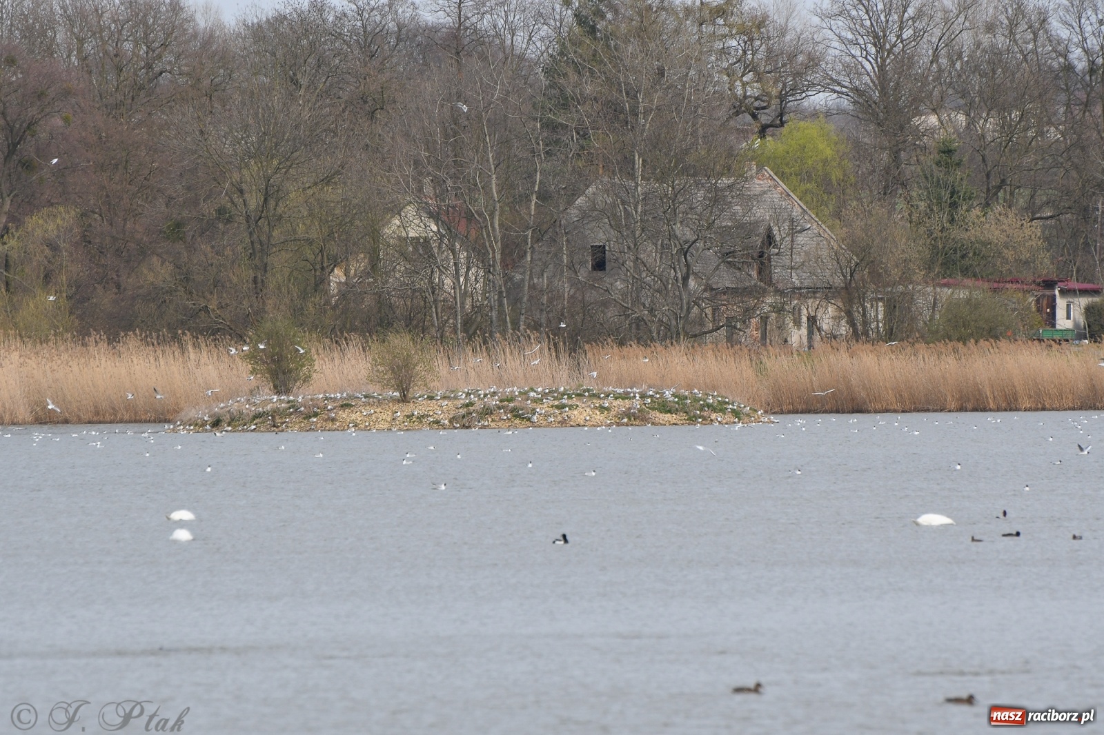 Zdjęcie w galerii na portalu naszraciborz.pl: Łężczok budzi się do życia. Album do pobrania [PDF] wiadomości z regionu