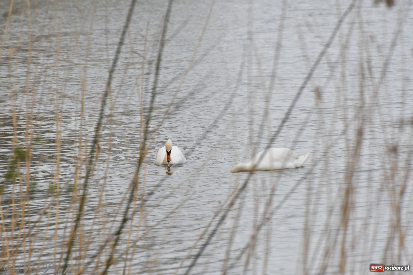Zdjęcie w galerii na portalu naszraciborz.pl: Łężczok budzi się do życia. Album do pobrania [PDF] wiadomości z regionu