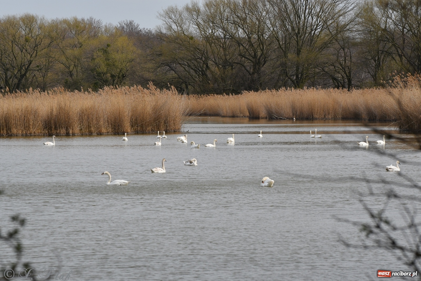 Zdjęcie w galerii na portalu naszraciborz.pl: Łężczok budzi się do życia. Album do pobrania [PDF] wiadomości z regionu