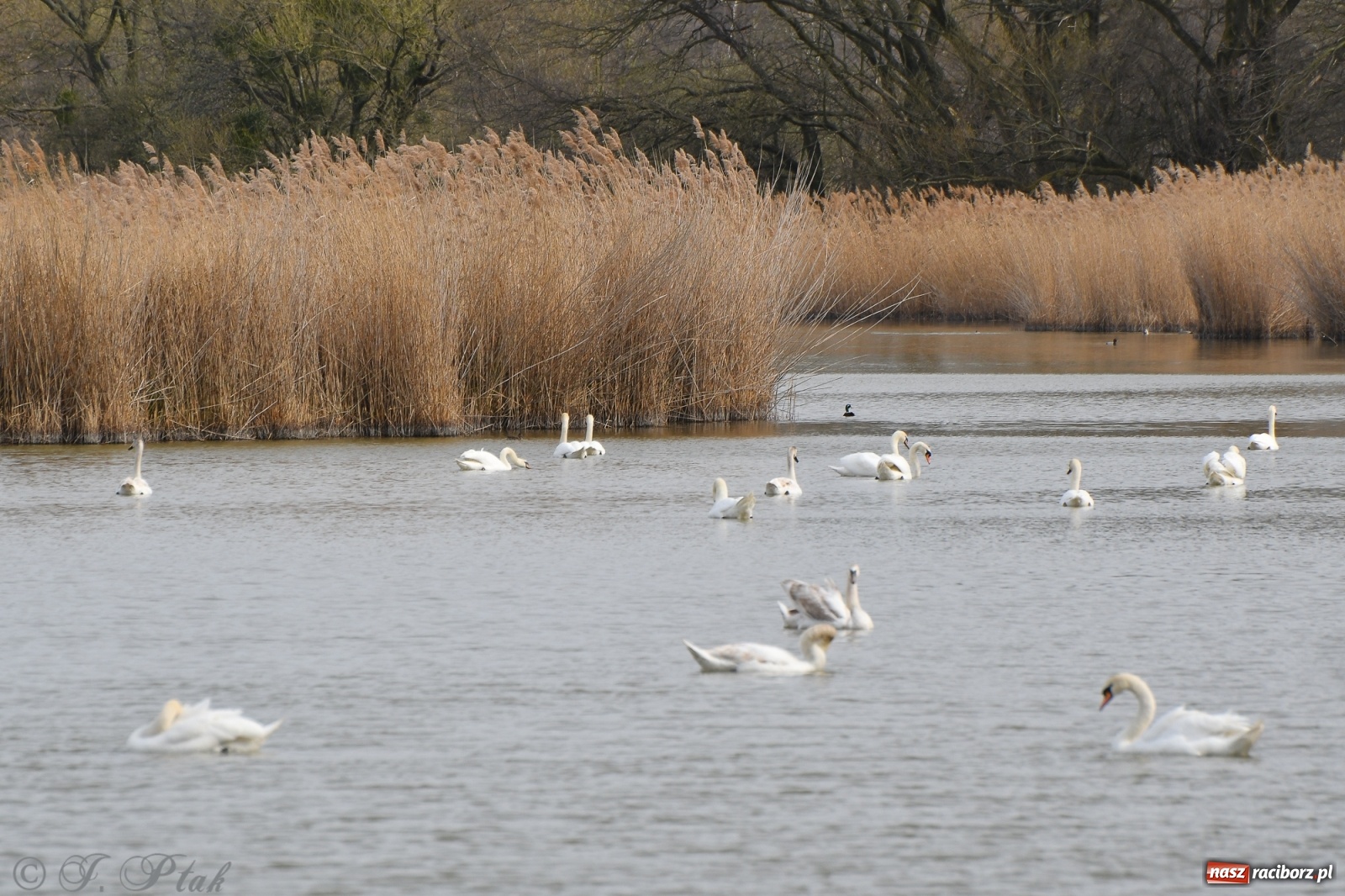 Zdjęcie w galerii na portalu naszraciborz.pl: Łężczok budzi się do życia. Album do pobrania [PDF] wiadomości z regionu